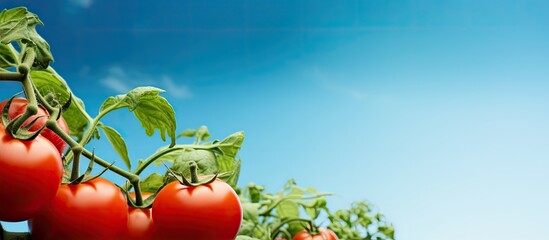 In the blue sky against the vibrant red background of the garden a tomato plant thrives providing sweet and healthy tomatoes packed with essential vitamins and nutrition - obrazy, fototapety, plakaty