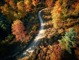 From above drone view of path in the middle of picturesque autumn forest with colorful trees
