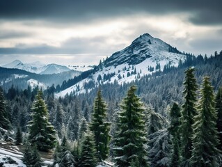 Fototapeta premium Pine trees on snow covered mountain Magical winter forest. Natural landscape with beautiful sky