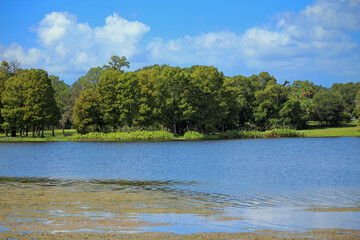 Forest in front of a lake