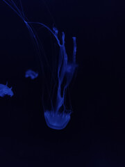 Beautiful jelly fish (medusa) floating in dark water with a dark background in blue tones 