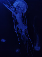 Beautiful jelly fish (medusa) floating in dark water with a dark background in blue tones 
