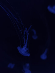 Beautiful jelly fish (medusa) floating in dark water with a dark background in blue tones 