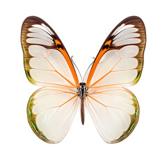 Glasswing Butterfly, Isolated