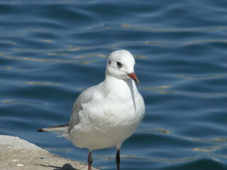 Barcelone, Espagne, Europe
