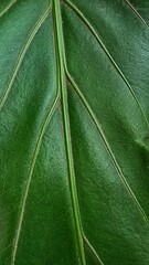 close up of a leaf