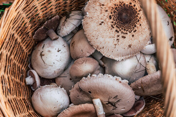 a basket of field mushroom and parasol mushroom