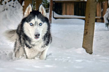 Siberian Husky dog in winter park, close-up portrait.