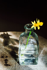 Yellow daffodil in a glass jar on a black background