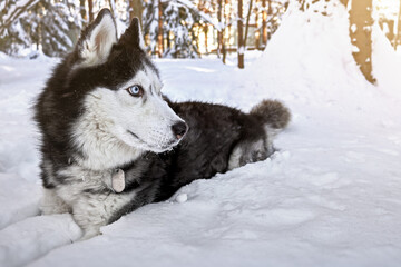 Siberian Husky dog in winter sunny forest, close-up portrait.