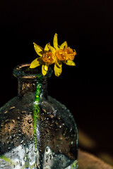 Yellow daffodil in a glass jar on a black background