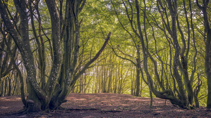 Beautiful forest in Jutland, Denmark