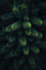Misty Dark Christmas Tree: Beautiful Abstract Design with Closeup of Green Pine Brunch on Moody Dark Background
