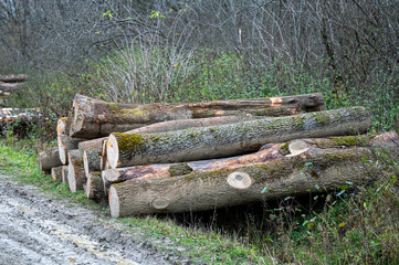 Stack of European ash (Fraxinus excelsior) wood. Carpathian Mountains, Poland.