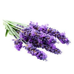 Obraz premium Purple Lavender Isolated