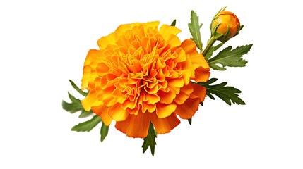 Marigold Flower isolated on transparent background, Generative ai.