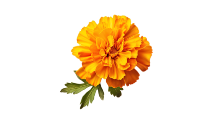 Marigold Flower isolated on transparent background, Generative ai.