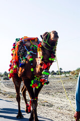A fair camel with flowers. The camels are ready to carry the weight.