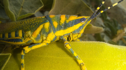 Up close of a Painted Grasshopper in its natural habitat. In Nature, a Painted Grasshopper
