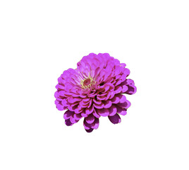 Zinnia flower isolated on white or transparent background. PNG