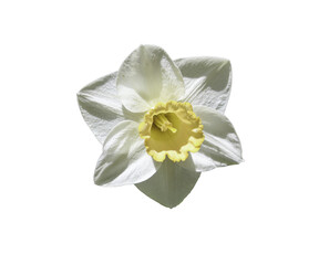 Yellow and white Daffodil isolated on white or transparent background. PNG
