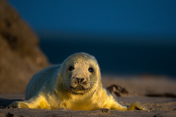 Seals at Helgoland