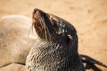 Cute seal drying in the warm winter sun at Cape Cross Seal Reserve, Skeleton Coast, Namibia. Home...