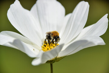 Bee on a daisy, macro view.