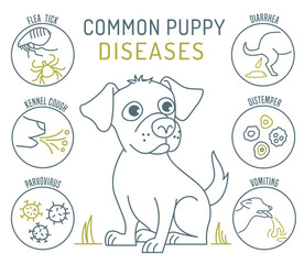 Common canine diseases. Informative infographics. Medical poster