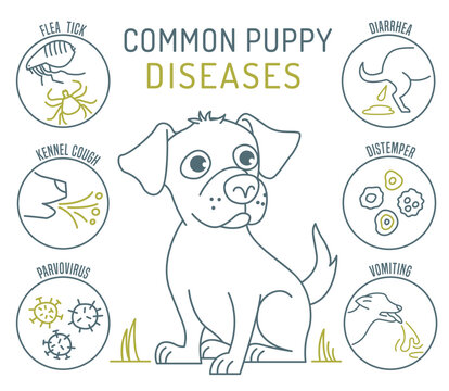 Common canine diseases. Informative infographics. Medical poster