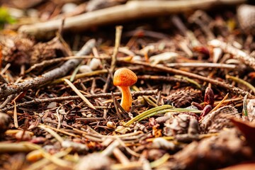 Vibrant orange mushroom perched on a bed of decaying foliage in a lush forest environment