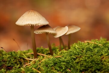 Vibrant, close-up image of a cluster of small mushrooms, nestled amongst lush green grass - Powered by Adobe