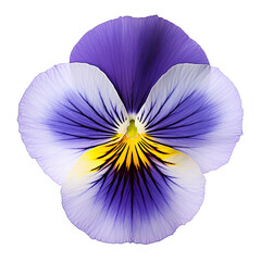 Vibrant Pansy Flower Isolated