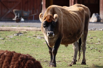 A brown cow on a farm