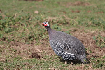 Closeup of a guinea fowl