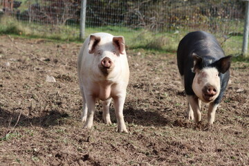 Two pigs walking in dirt