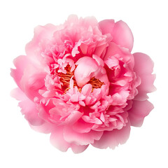 Elegant Isolated Peony with Delicate Petals