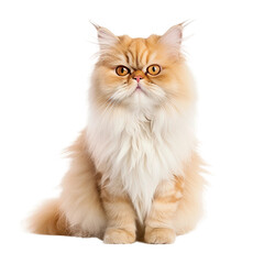 Fototapeta na wymiar Fluffy Persian Cat Portrait