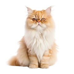 Obraz premium Fluffy Persian Cat Portrait