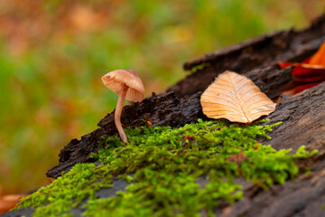 Mushroom on a stump in a beautiful autumn forest.