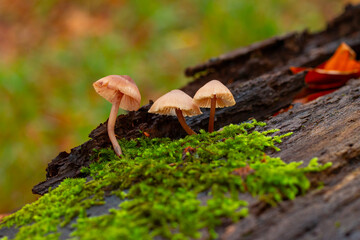 Mushrooms on a stump in a beautiful autumn forest.