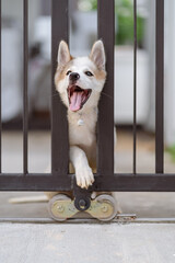 Funny puppy cute dog trying to through the fence at home.