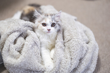 毛布の上でリラックスするスコティッシュフォールドの仔猫