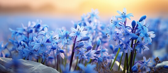 In the beautiful outdoors during springtime the vibrant blue Siberian squill also known as Scilla siberica blooms alongside other wildflowers adding bursts of color to the natural beauty of  - obrazy, fototapety, plakaty