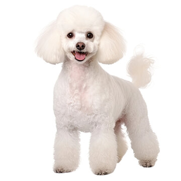 White Poodle Dog Portrait