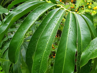 Philodendron goeldii, Araceae family. Hanover, Germany.