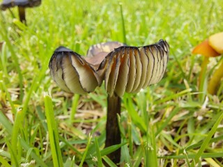 Mushroom in grass