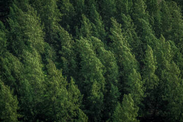 Top view of Dark green pine forest background texture.