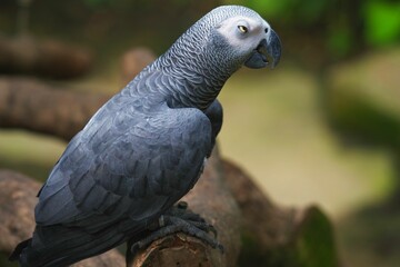 Fototapeta premium the parrot is perched on the tree branch looking back over his shoulder