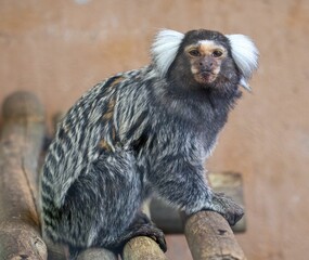 Closeup of a cute marmoset, zaris or sagoin captured in a zoo